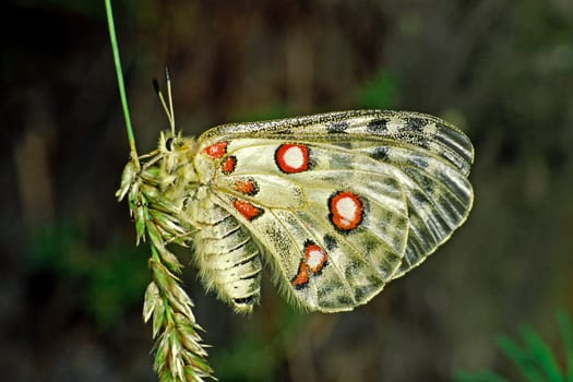 Parnassius apollo viningensis,Apollo,Moselle Apollo butterfly