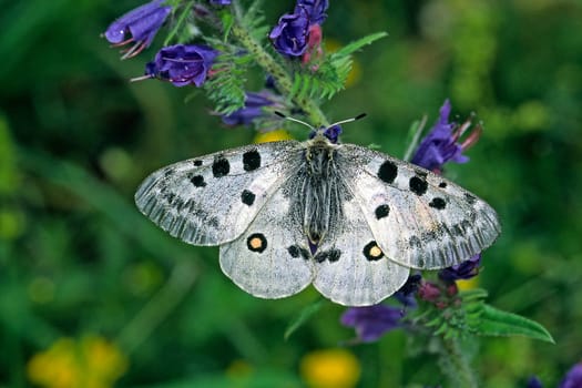 Parnassius apollo, Apollo, Apollofalter