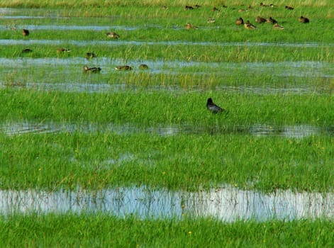 Rain meadow