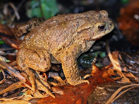 Toad at night