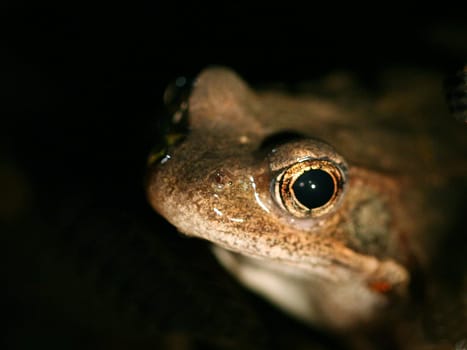 Frog at night
