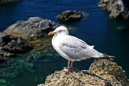 Belle-Ile,Les aiguilles de Port Coton,Seagull