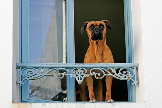 Belle-Ile,Sauzon,Dog at the Window,Brittany