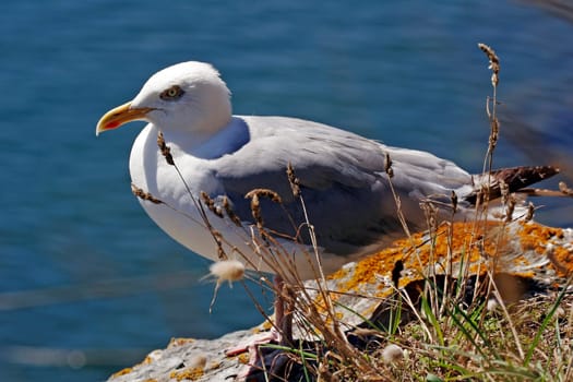Belle-Ile,Port Goulphar,Seagull