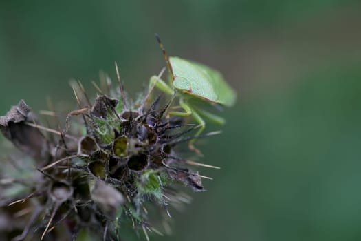 Green shield bug
