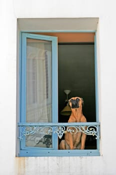 Belle-Ile,Sauzon,Dog at the Window