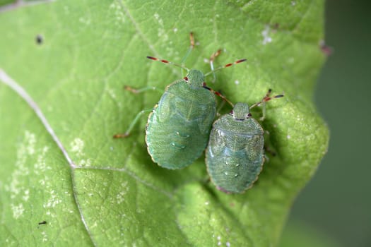 Larvae of the green stink bug