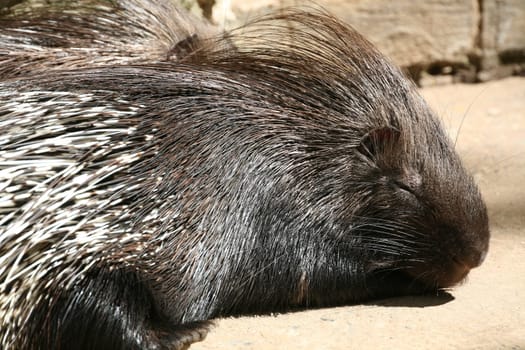 Porcupine (Hystrix cristata)