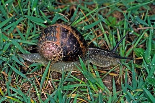 Snail with house