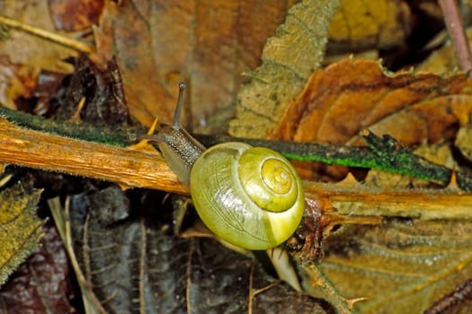 cepaea hortensis,garden snail