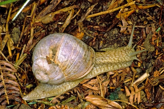 Helix pomatia,vineyard snail