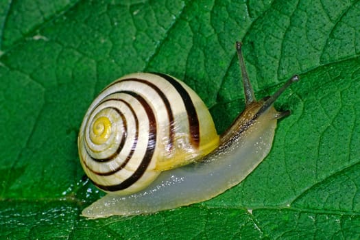 cepaea hortensis,garden snail (garden snail)