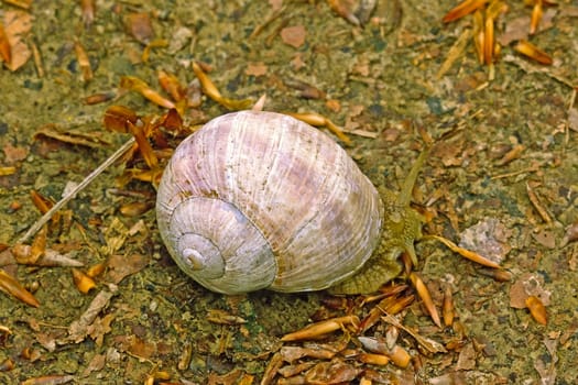 Helix pomatia,vineyard snail