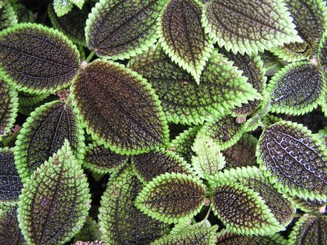 Leaf pattern
