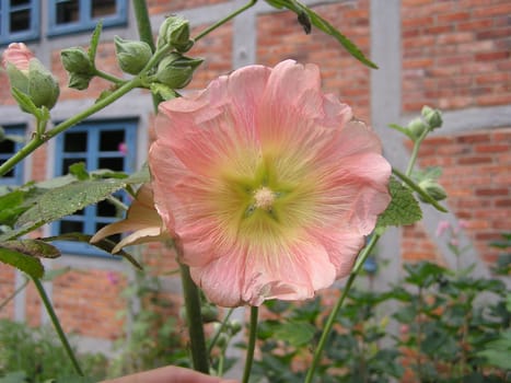 Hollyhock
