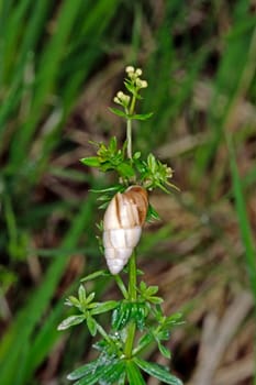 Tower snail