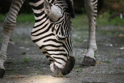 Grant's zebra (Equus burchelli granti)
