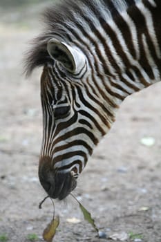Grant's zebra (Equus burchelli granti)