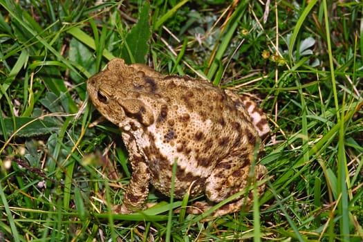 Common toad,Bufo bufo,Common toad