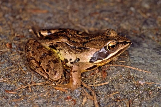 Grasfrosch, Rana temporaria,  Common or grass frog