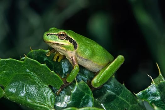 Mediterranean Tree Frog,Hyla meridionalis