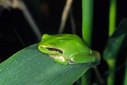 Mediterranean tree frog,Hyla meridionalis,Stripeless tree frog