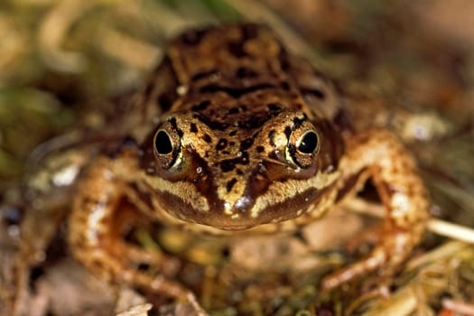 Grasfrosch, Rana temporaria,  Common or grass frog