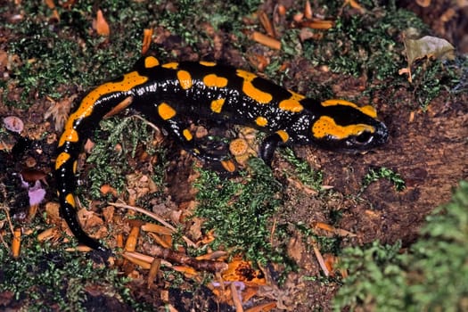Feuersalamander, Salamandra salamandra
