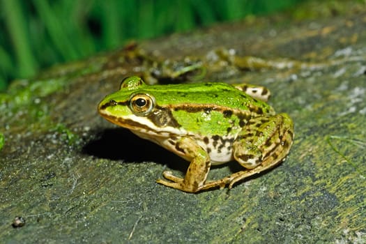 Water Frog,Rana esculanta,Edible Frog