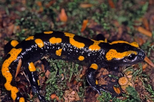 Feuersalamander, Salamandra salamandra