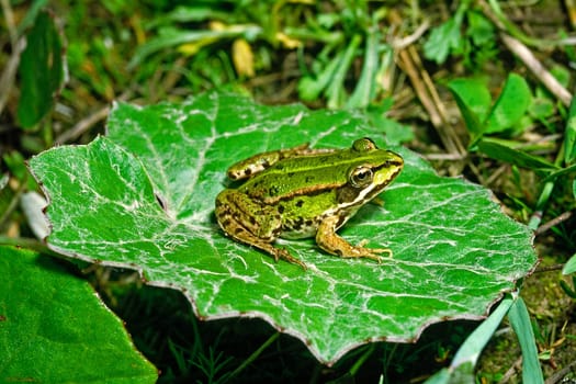 Frog on leaf