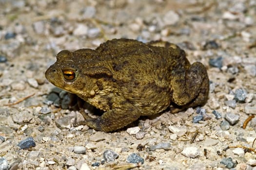 Common toad,Bufo bufo,Common toad