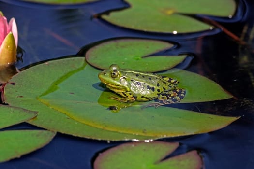 Water frog,Rana esculanta