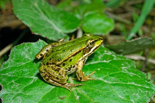 Water frog on leaf,Rana esculanta,Edible Frog