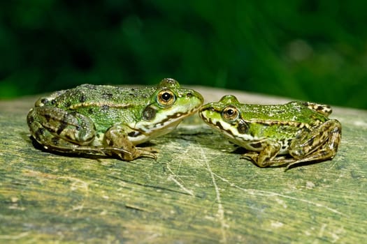 Water frog,Rana esculanta