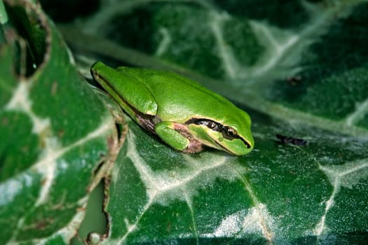 Mediterranean tree frog,Hyla meridionalis,Stripeless tree frog