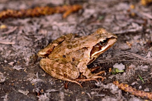 Jumping frog,Rana dalmatina