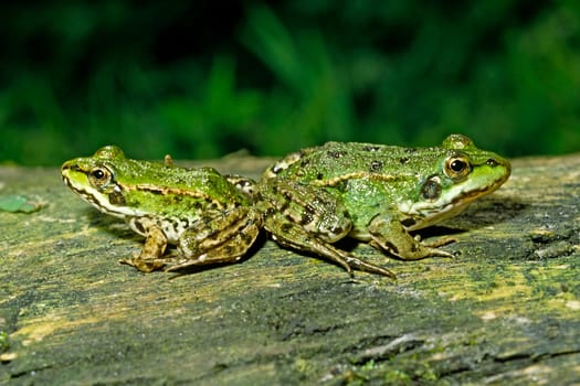 Water Frog,Rana esculanta,Edible Frog