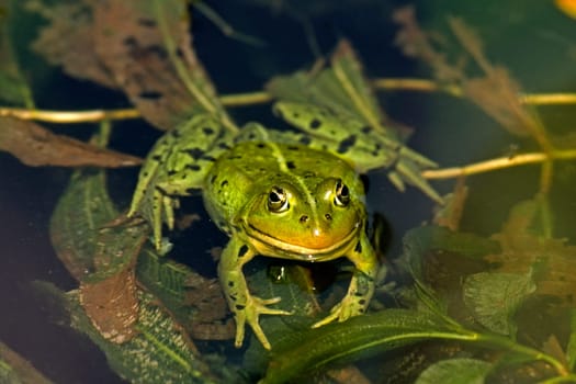 Water Frog,Rana esculanta,Edible Frog