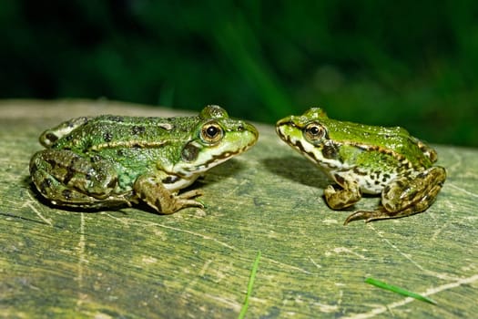 Water Frog,Rana esculanta,Edible Frog