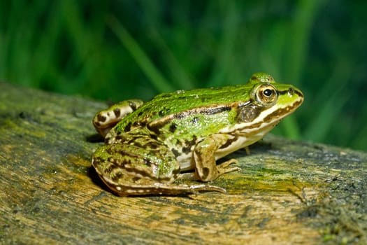 Water Frog,Rana esculanta,Edible Frog