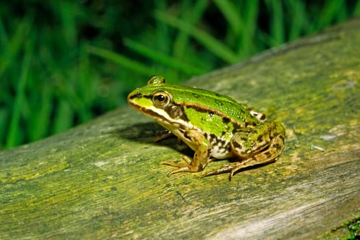 Water Frog,Rana esculanta,Edible Frog