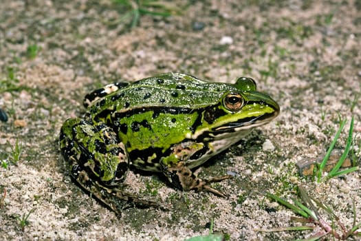 Water Frog,Rana esculanta,Edible Frog
