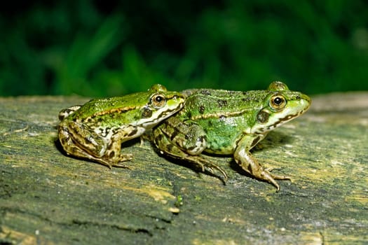 Water Frog,Rana esculanta,Edible Frog
