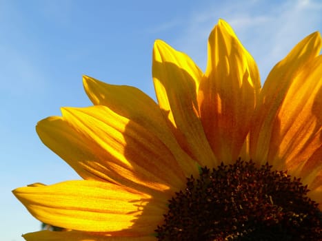 Summer flower