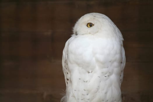 Male