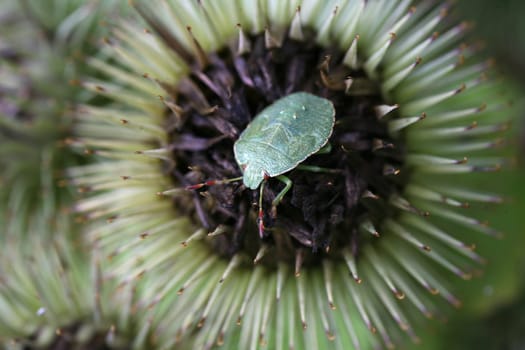 Larva of the green stink bug on a thistle