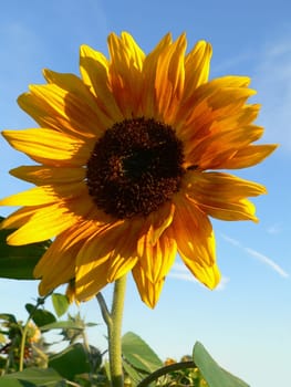 proud sunflower