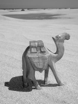 Desert camel