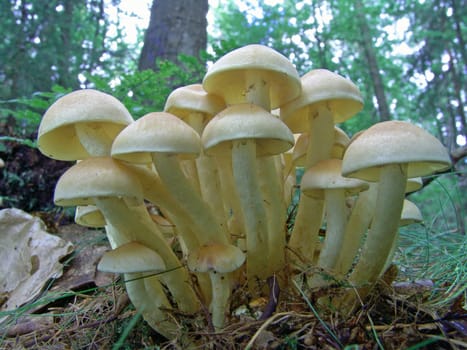 Sulfur heads
